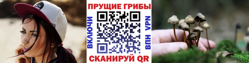 продажа наркотиков  Козельск  Галлюциногенные грибы Psilocybe 